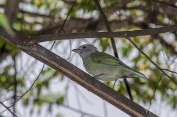 bird on a branch
