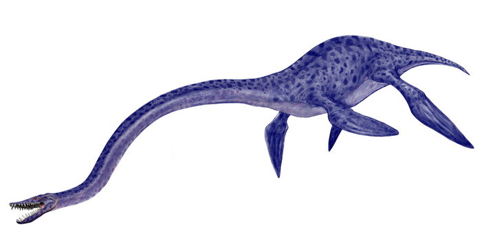 エラスモサウルス Images – Browse 18 Stock Photos, Vectors, and  