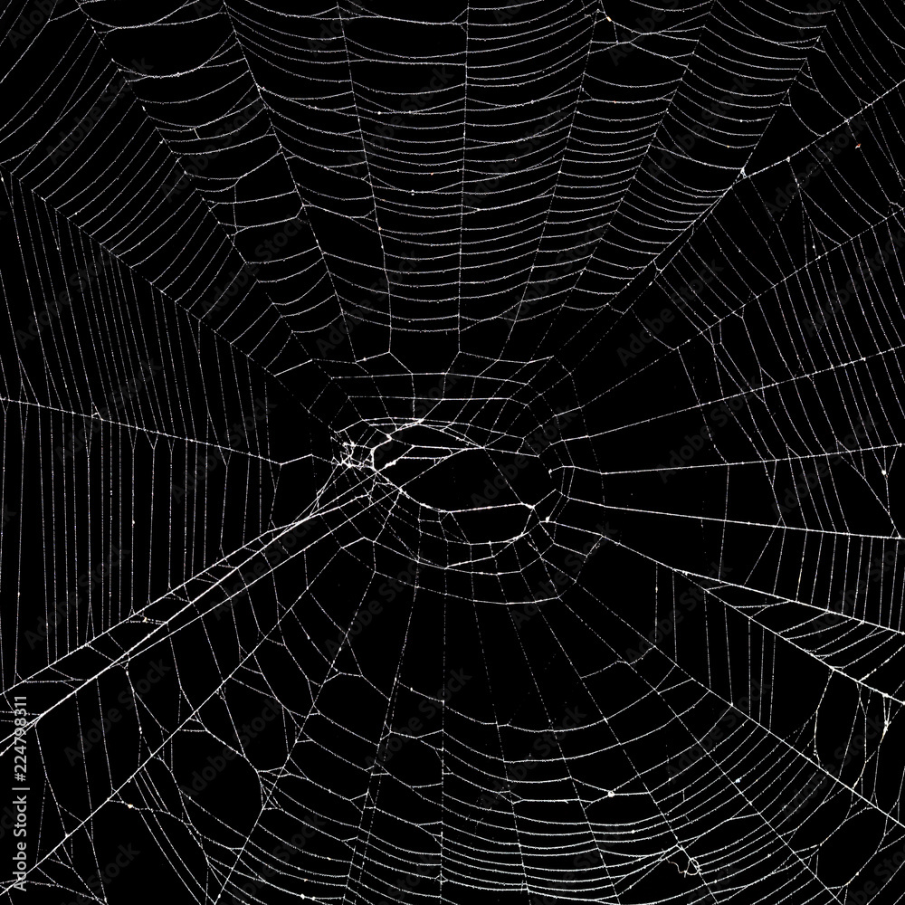 Wall mural real spider web isolated on black