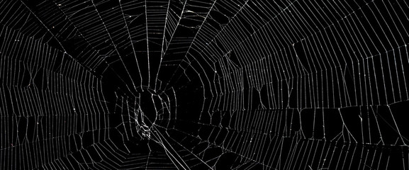 Real spider web isolated on black
