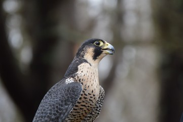 Side View of Falcon
