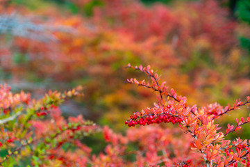 Common Barberry (Berberis Vulgaris) is a red berry that grows in the fall, with autumn colors in the background