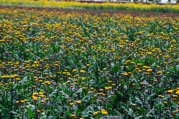 Fototapeta premium Crisantemos Del Jardin