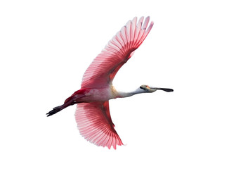 Roseate Spoonbill in flight isolated on white