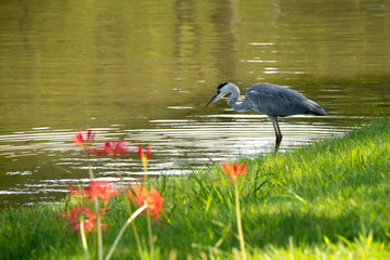 ヒガンバナとアオサギ