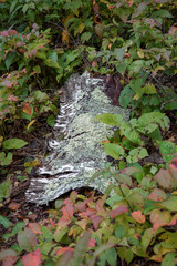 autumn leaves on the ground