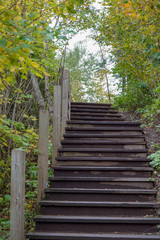 stairs in the forest
