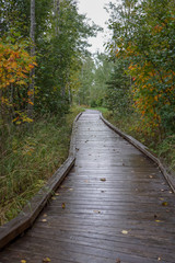 Obraz premium Scenic wooden hiking trail in deep woods with Autumn colored leaves
