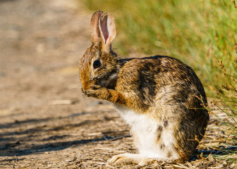 Surprised Rabbit