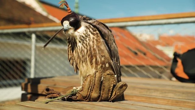 5-month-old female Falco peregrinus during preparation for wildlife predominantly pigeons in the city of Brno and Czech Republic.