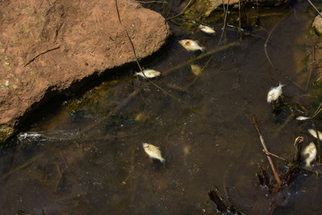 Oxygenated water in low water, freshwater fish dead in rock pools.