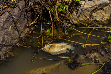 Oxygenated water in low water, freshwater fish dead in rock pools.