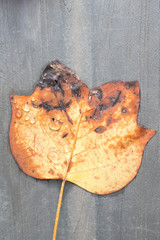 single fall leaf