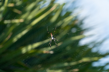 Macro close up photo of huge spider on web spun to catch flying insects for food. Tropical green...