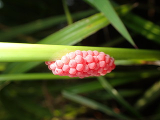 ジャンボタニシのタマゴ