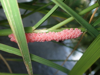 ジャンボタニシのタマゴ