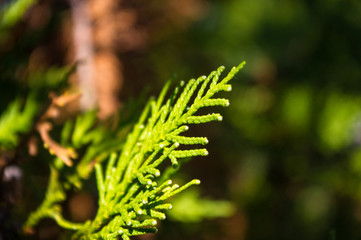 Incense cedar tree Calocedrus decurrens branch close up.