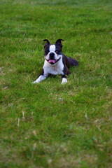 Poopsie Lying in the Grass