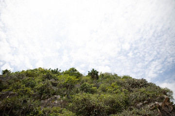 Green And Sky