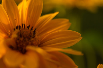 bouquet of bright yellow flowers Heliopsis helianthoides