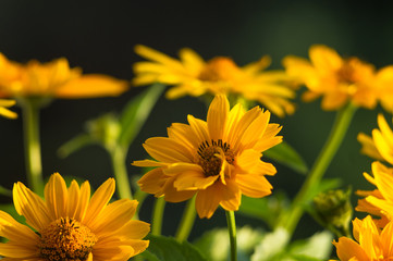 bouquet of bright yellow flowers Heliopsis helianthoides