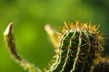 Cactus echinopsis tubiflora