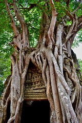Tree roots over Ta Som Temple in Angkor, Siem Reap, Cambodia 