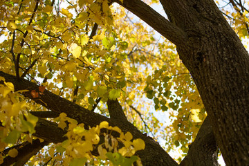 Autumn yellow leaves if the linden tree
