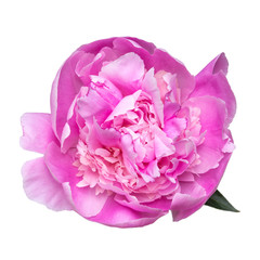 Big peony flower isolated on white background