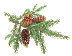 Fir cones with branches