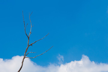 Dry branches