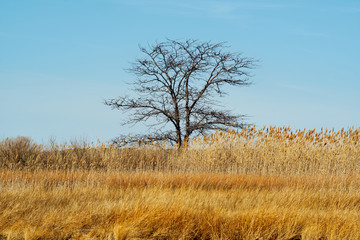 Cedar Point Sanctuary
