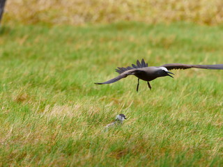 Noddi Brun, indigène Rodrigues, île aux Cocos