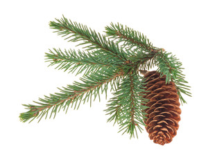 Fir cones with branches