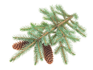 Fir tree cones with branches