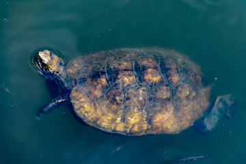 Obraz premium turtle in pond