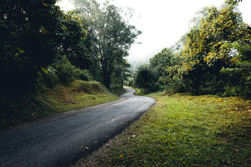 Obraz premium Road to the forest In the morning
