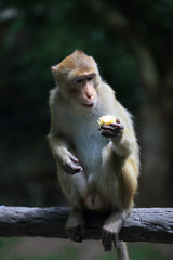 Monkey looking at a fruit