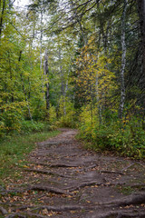 footpath in the woods
