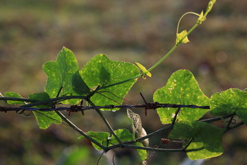 green leaves on wire fence