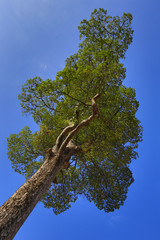 tree on background of blue sky