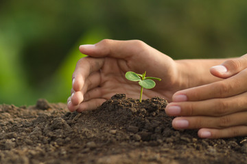 Hand protect plant grow on soil with green nature background