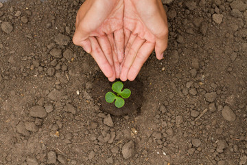 Hand watering small plant grow on ground metaphor Sustainable, development, Green business and Industrial