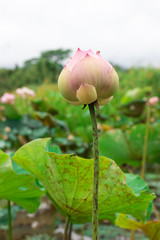 Beautiful Lotus In the lotus pond
