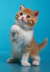 redhead with a white muzzle kitten playing on a blue background.