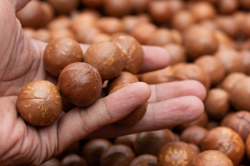 Macadamia fruit In the factory before packaging\

