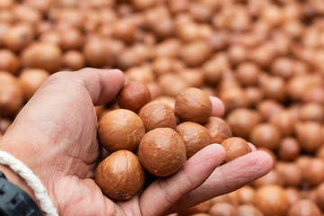 Macadamia fruit In the factory before packaging\
