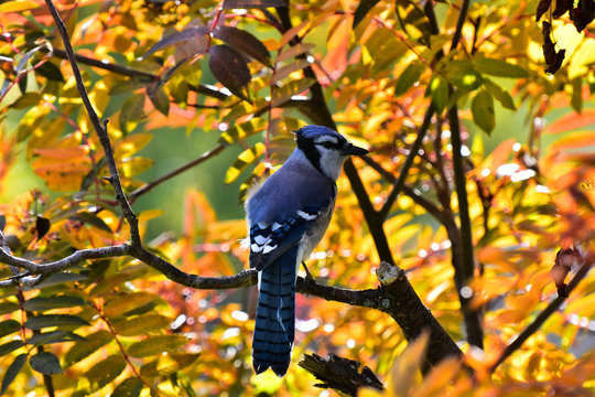 Colorful Blue Jay Close Up