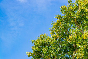 沖縄石垣島　ハスノハギリの木