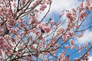 Flor de Cerejeira/Sakura